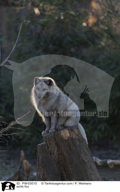 Polarfuchs / arctic fox / PW-03015