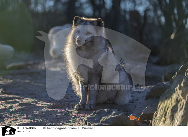 Polarfuchs / arctic fox / PW-03020