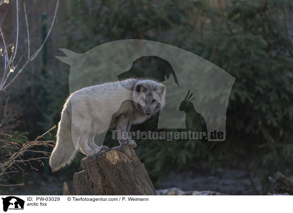 Polarfuchs / arctic fox / PW-03029