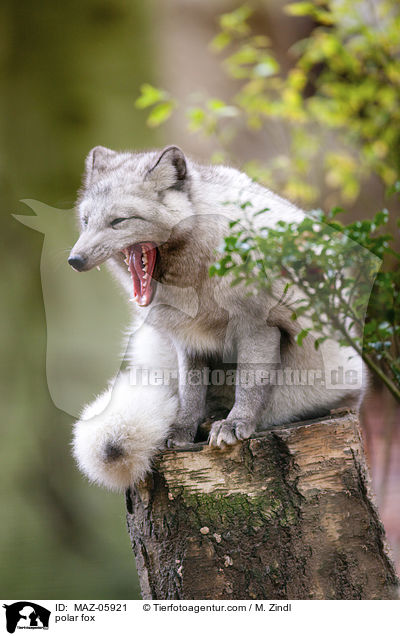 Polarfuchs / polar fox / MAZ-05921