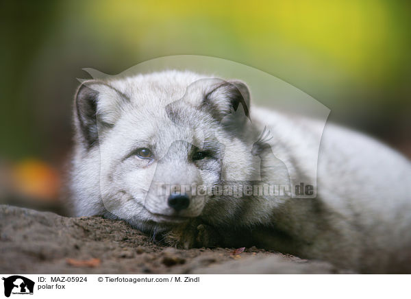 polar fox / MAZ-05924