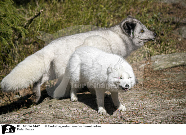 Polar Foxes / MBS-21442