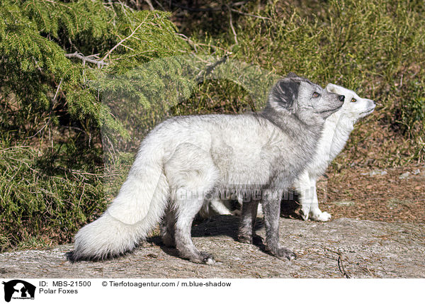 Polarfchse / Polar Foxes / MBS-21500