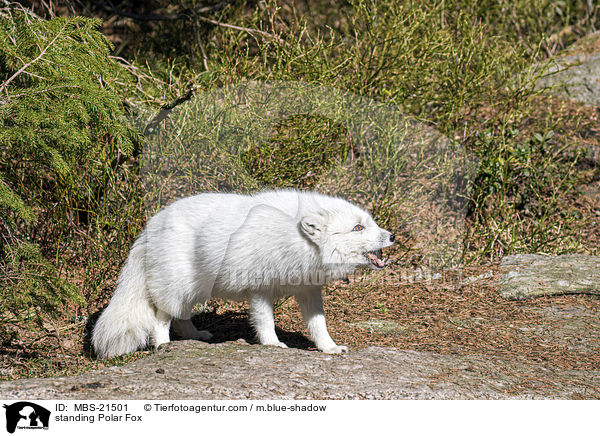 standing Polar Fox / MBS-21501