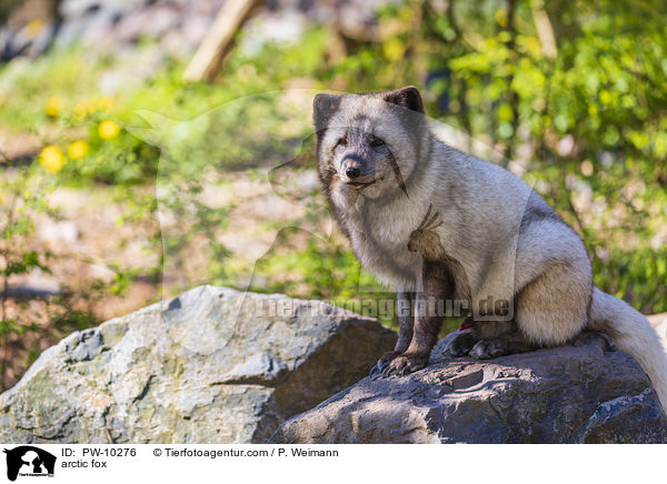 Polarfuchs / arctic fox / PW-10276