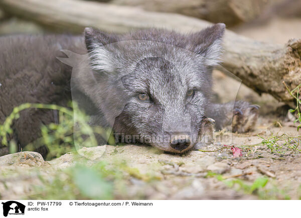 Polarfuchs / arctic fox / PW-17799