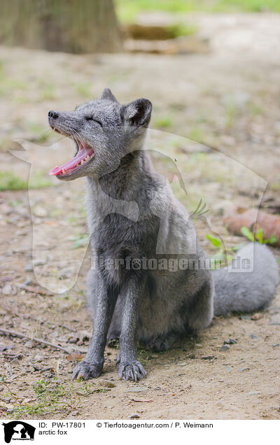 Polarfuchs / arctic fox / PW-17801