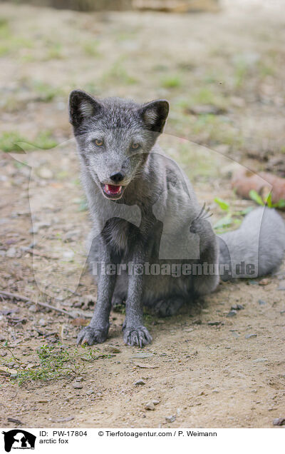 Polarfuchs / arctic fox / PW-17804