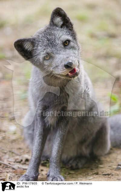 arctic fox / PW-17805