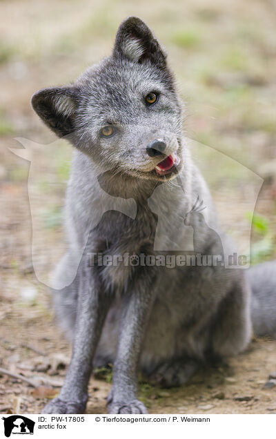 Polarfuchs / arctic fox / PW-17805