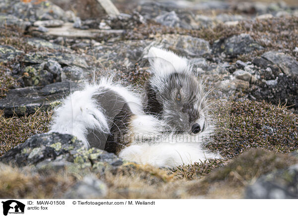 Polarfuchs / arctic fox / MAW-01508