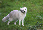 Polar Fox