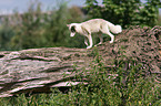 arctic fox