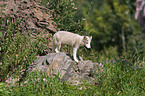 arctic fox