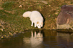 standing arctic fox