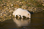 arctic fox