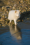 standing arctic fox