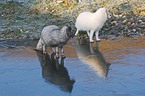 2 standing arctic foxes