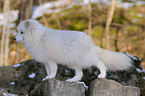 polar fox