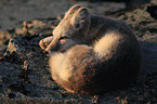 arctic fox