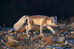 arctic fox