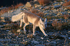 arctic fox