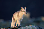 arctic fox