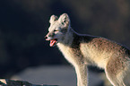 arctic fox