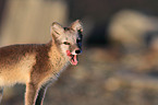 arctic fox