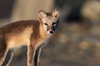 arctic fox