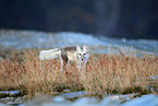 arctic fox