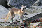 arctic fox