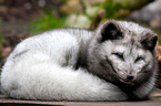 arctic fox