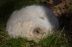 arctic fox