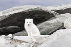 arctic fox