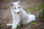arctic fox
