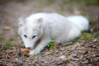 arctic fox