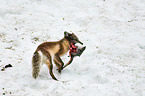 arctic fox