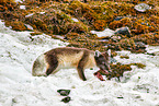 arctic fox