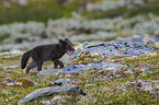 arctic fox