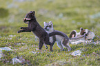 arctic foxes