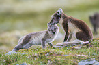 arctic foxes