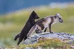 arctic foxes