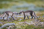 arctic foxes