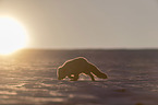 arctic fox