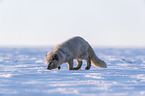 arctic fox
