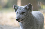 arctic fox
