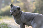 arctic fox