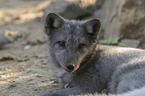 arctic fox