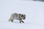 arctic fox